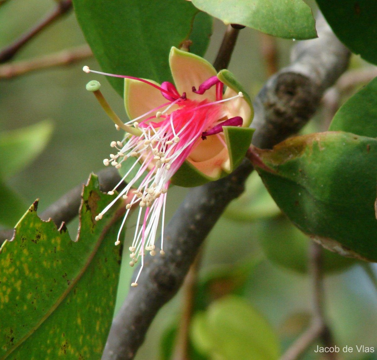 Sonneratia caseolaris (L.) Engl.